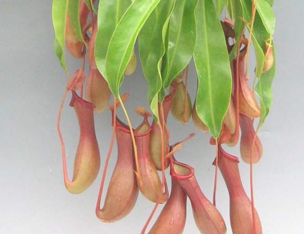 Nepenthes Alata